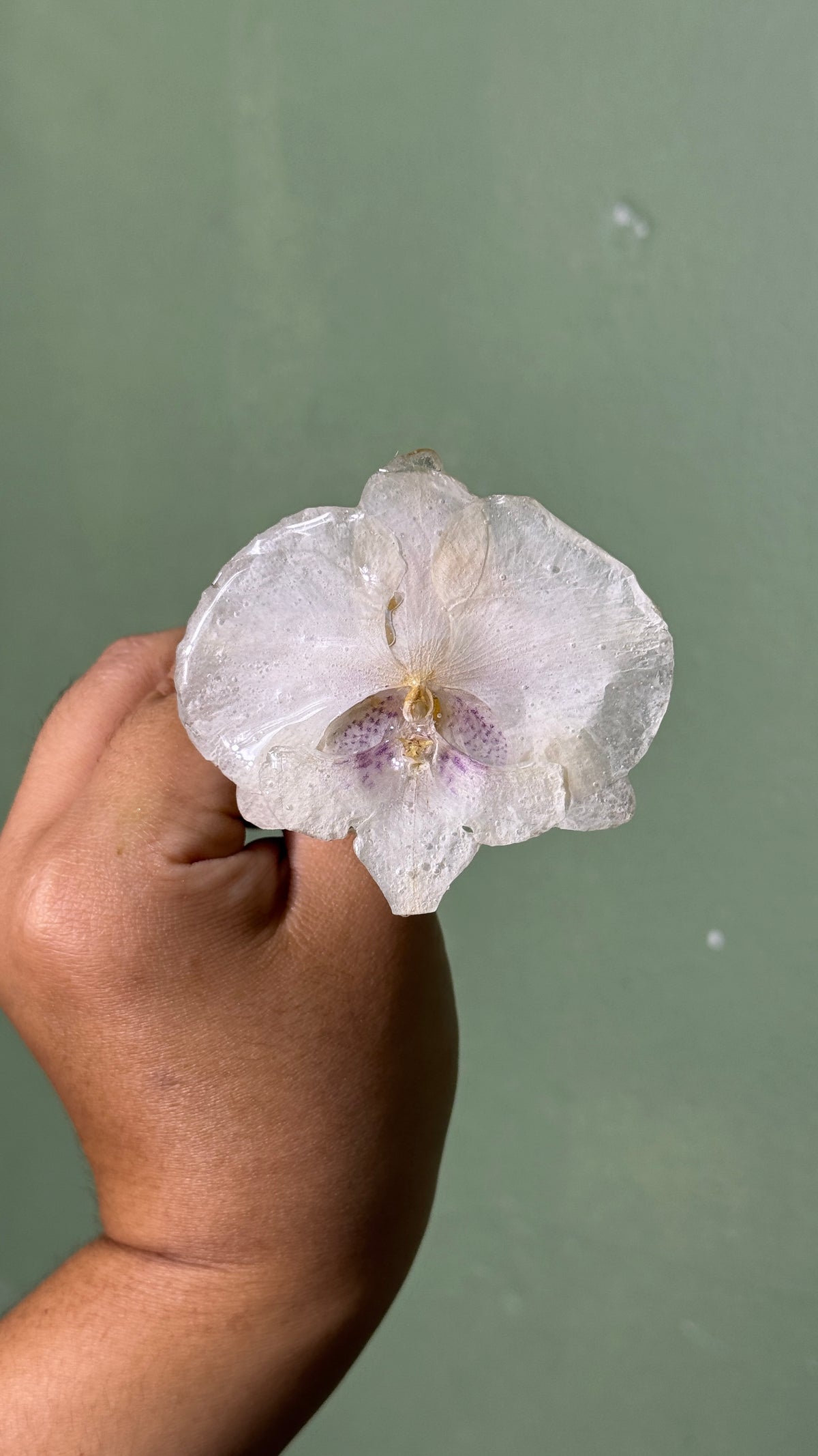 Bangel white orchid