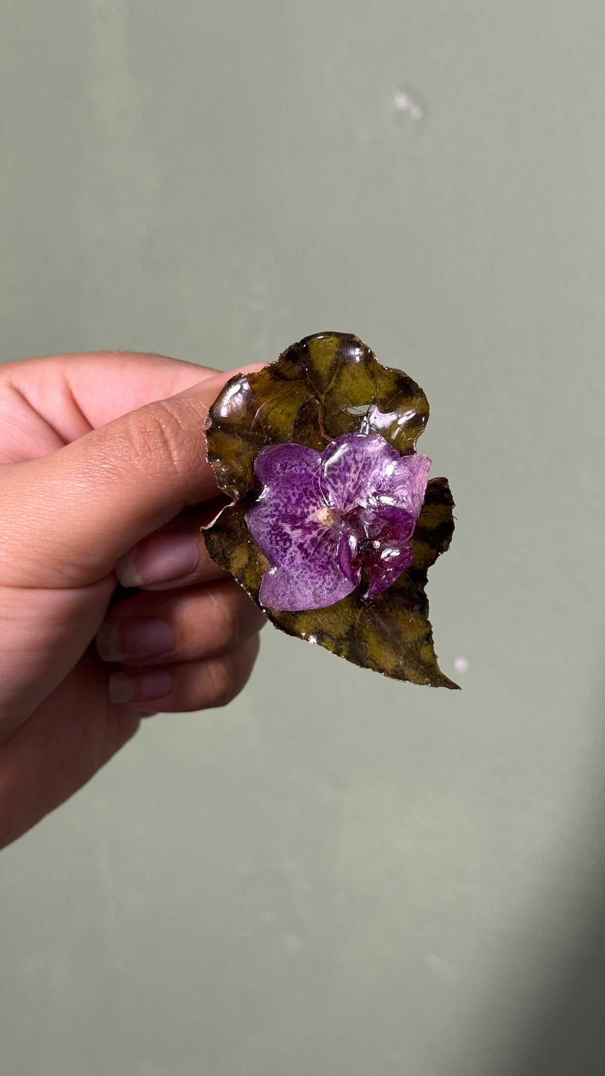Clip begonia + orchid