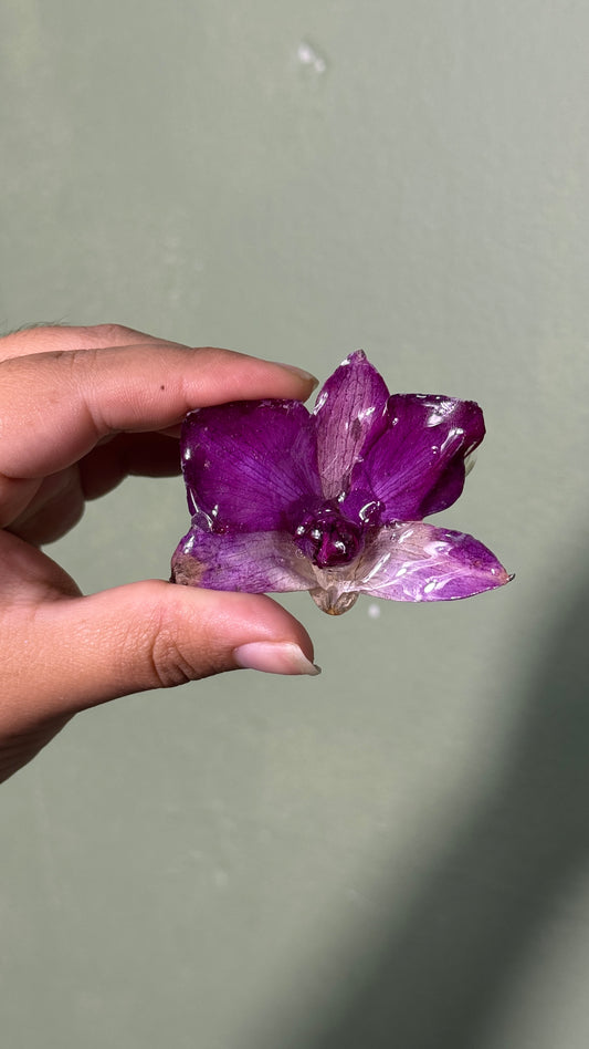 Bangel purple orchid