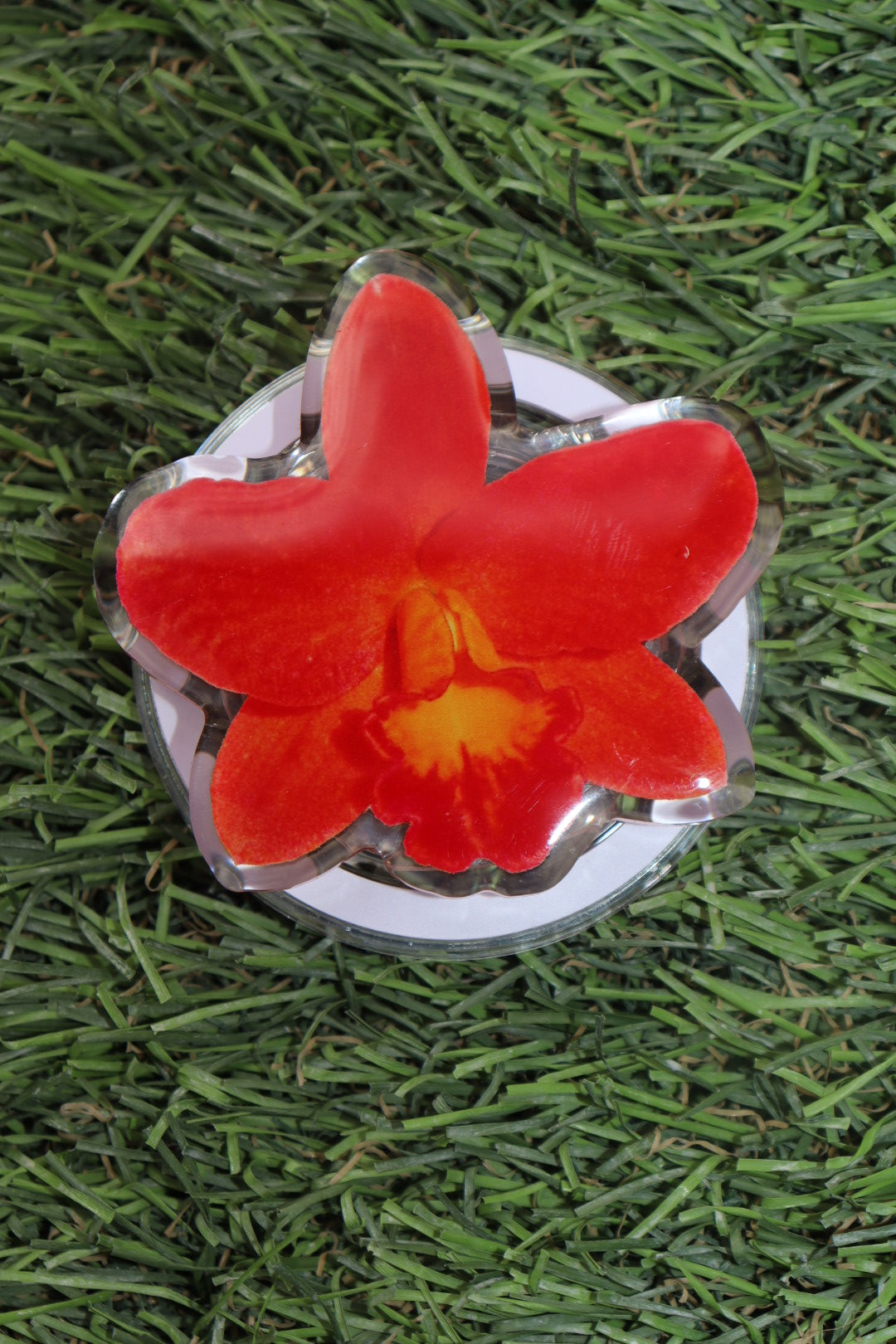 Lava bloom 🌺
