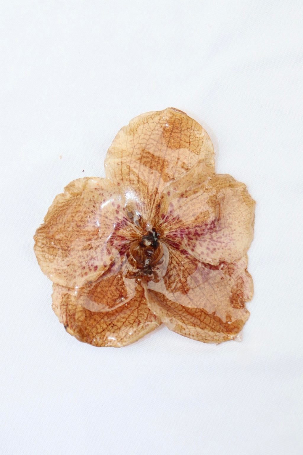 sparky ִ ࣪𖤐.ᐟ