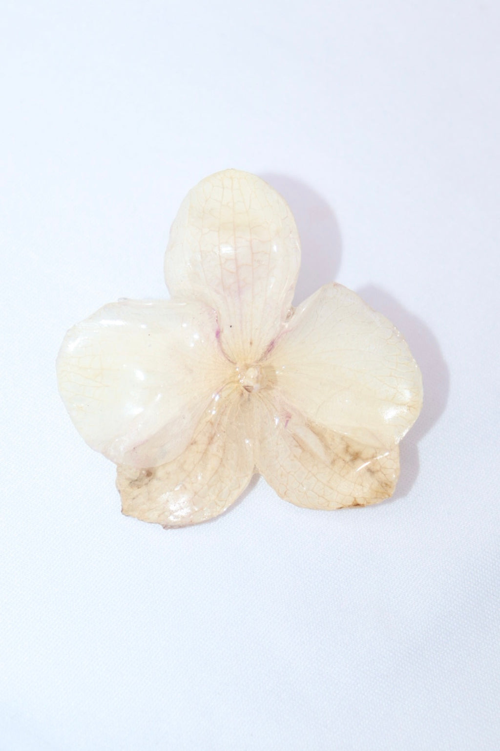 pearl ᥫ᭡.