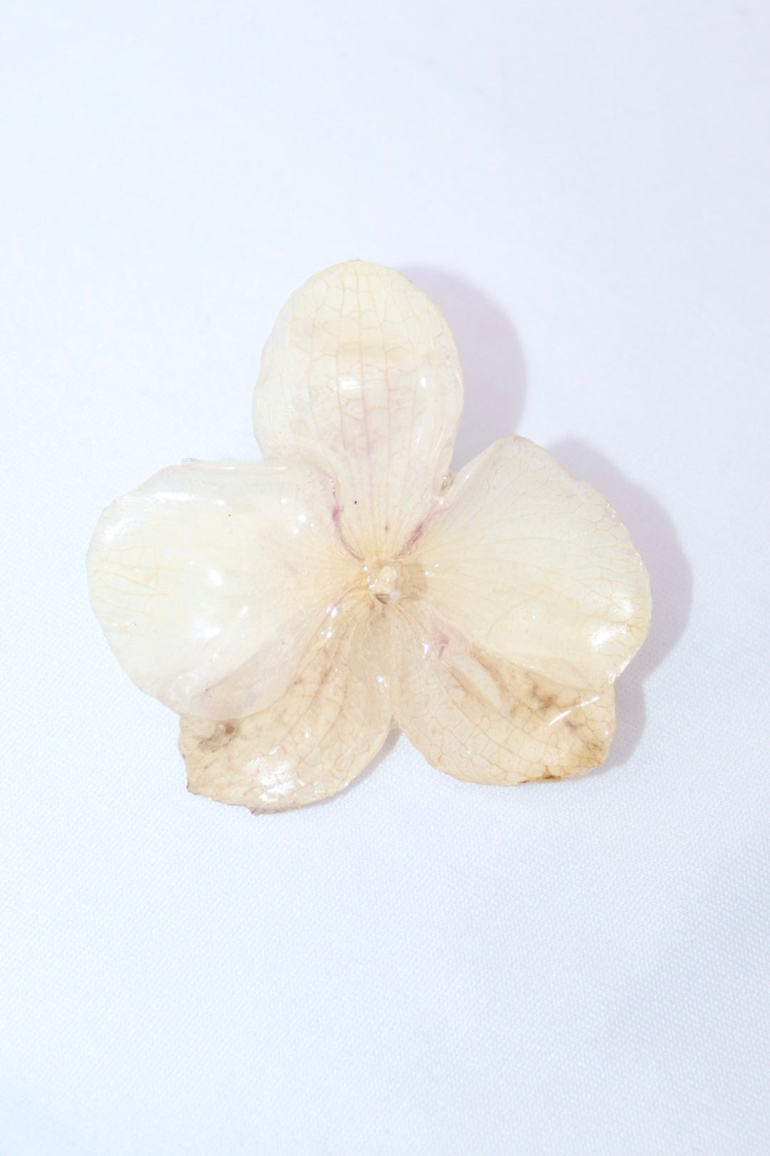 pearl ᥫ᭡.