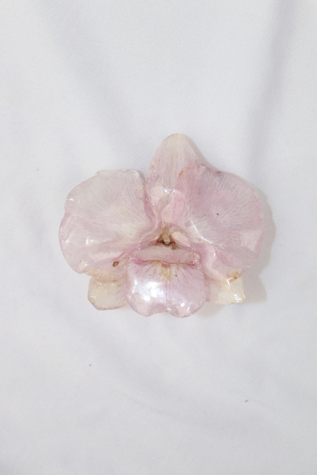 cotton ۶ৎ