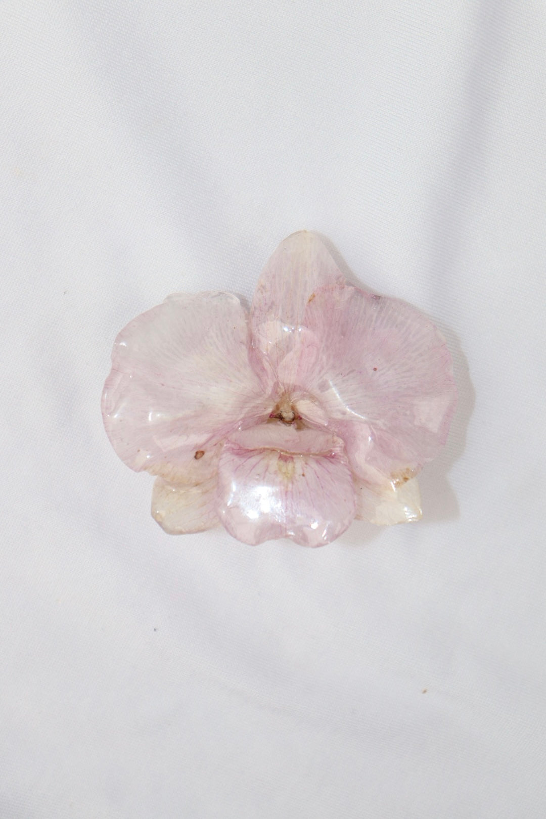 cotton ۶ৎ