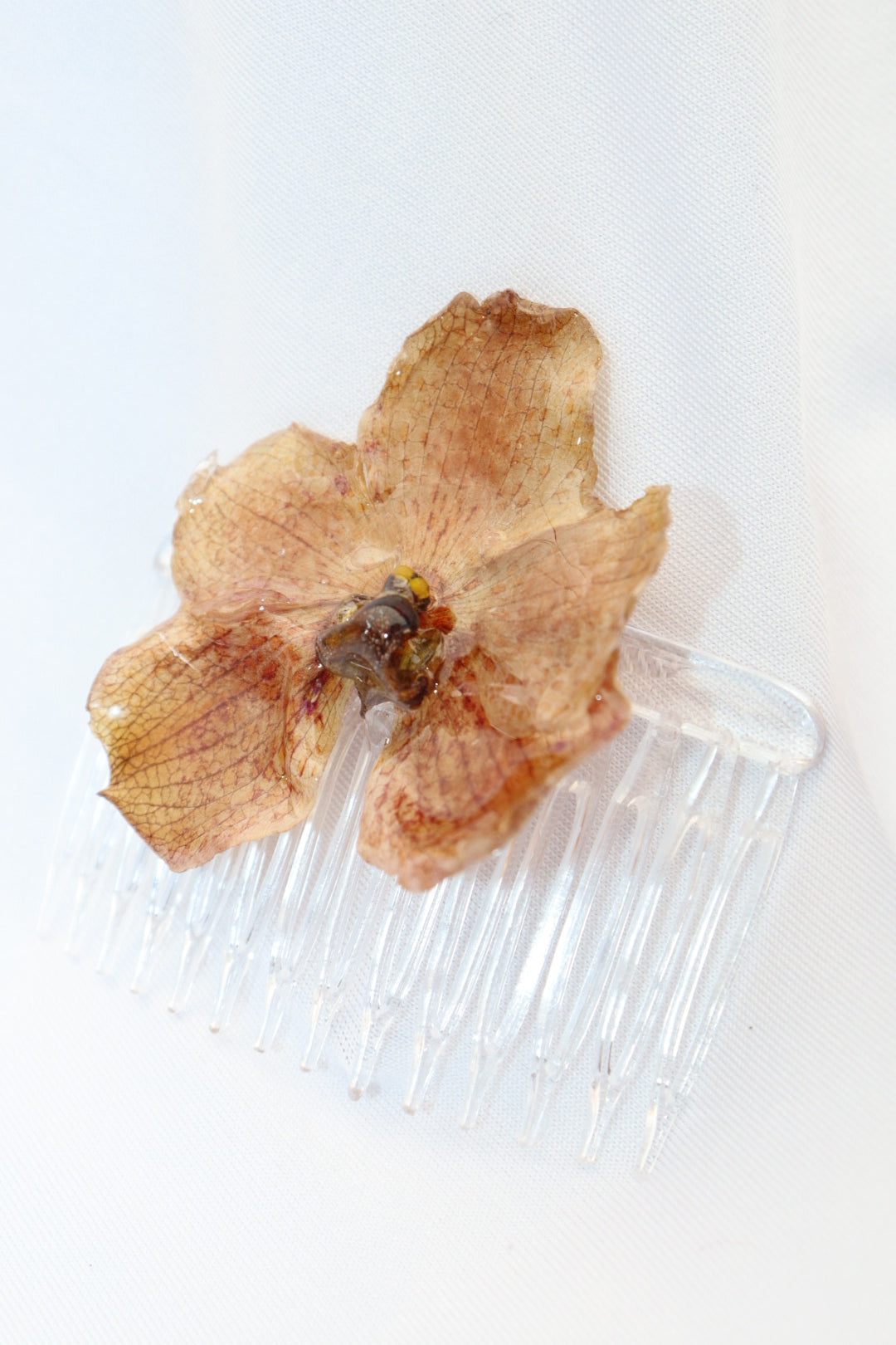 vanda ᯓ★ˎˊ˗