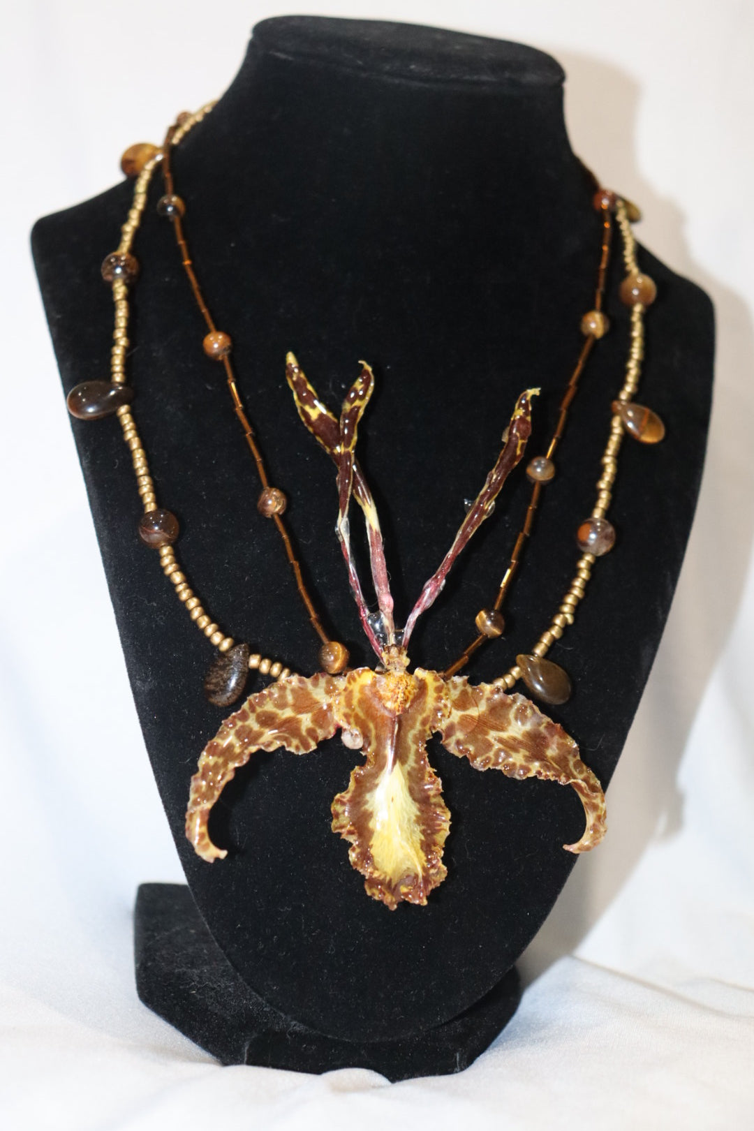 mariposa