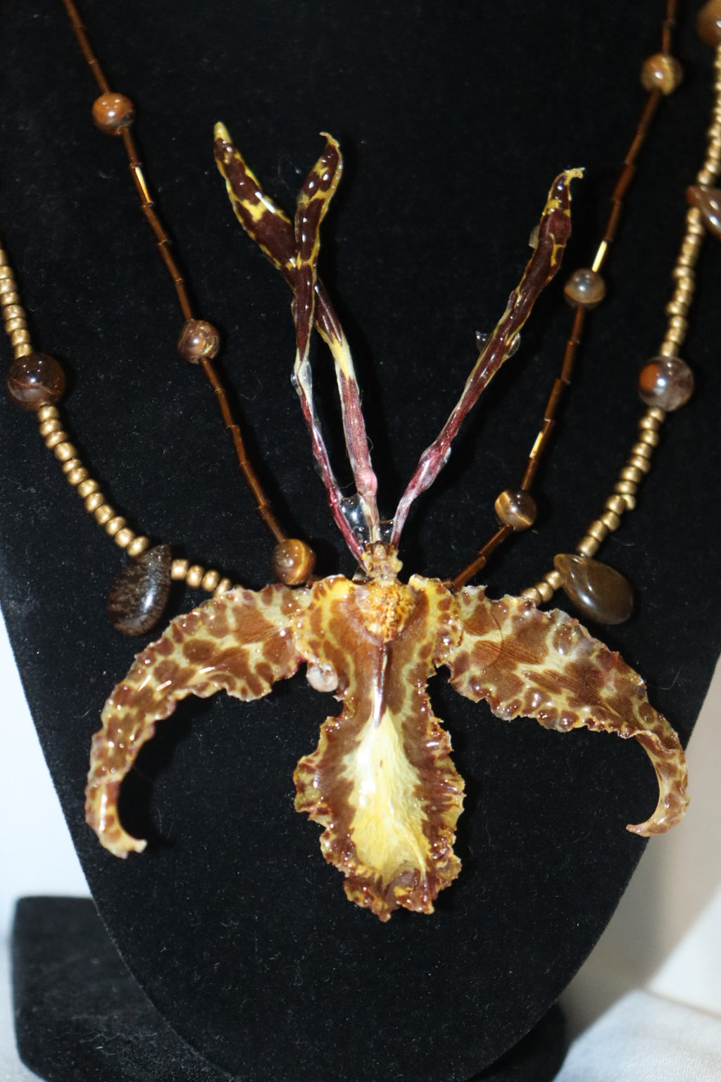 mariposa
