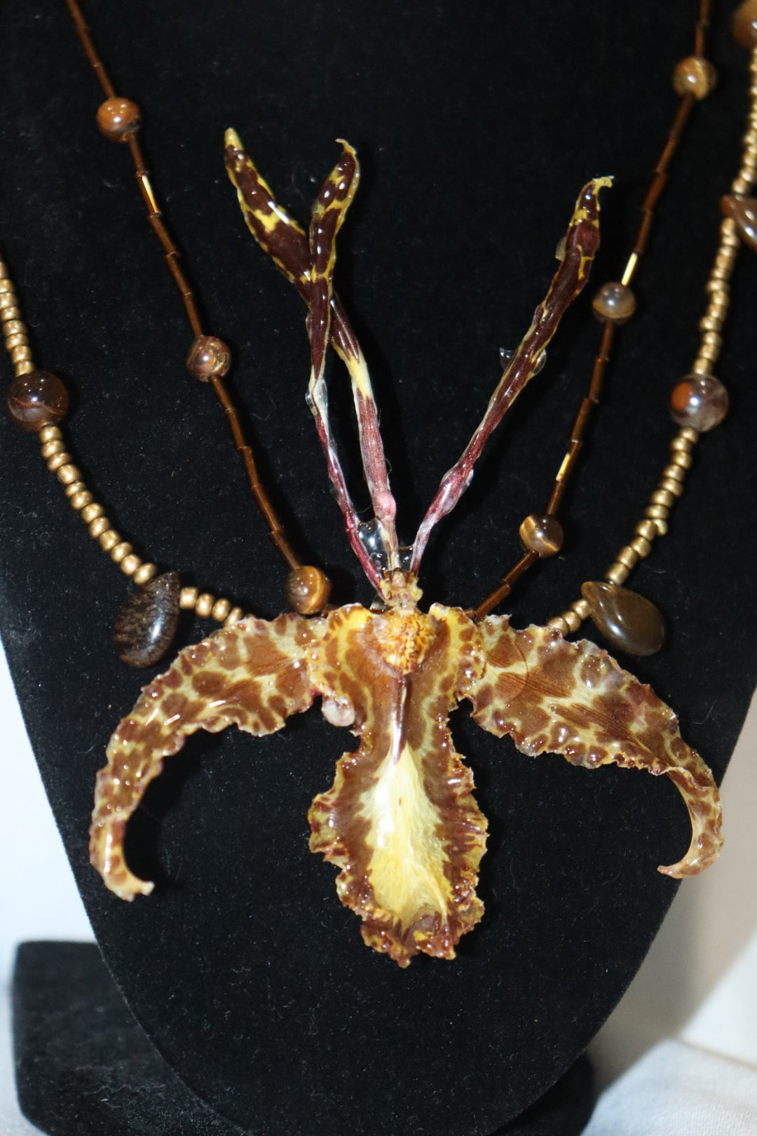 mariposa